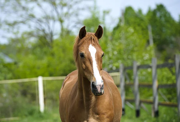 Horse in meadow — Stock Photo, Image