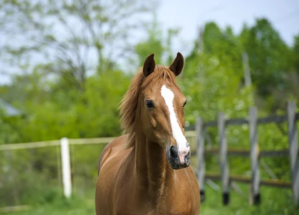 Pferd auf der Weide — Stockfoto