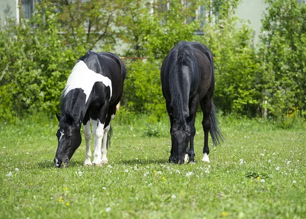 Paarden in weide — Stockfoto