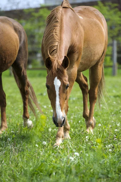 Paarden in weide — Stockfoto