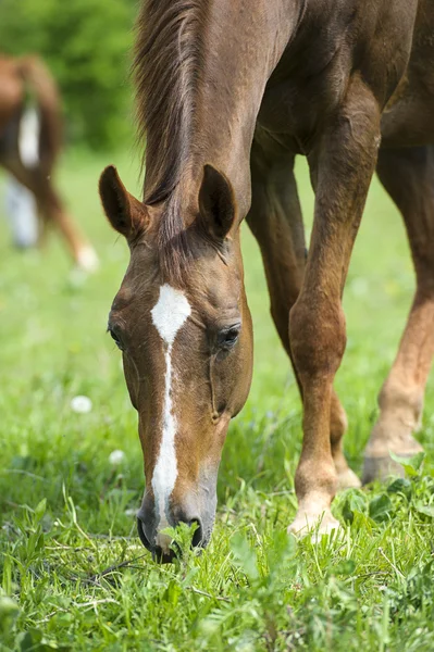 Cheval dans la prairie — Photo