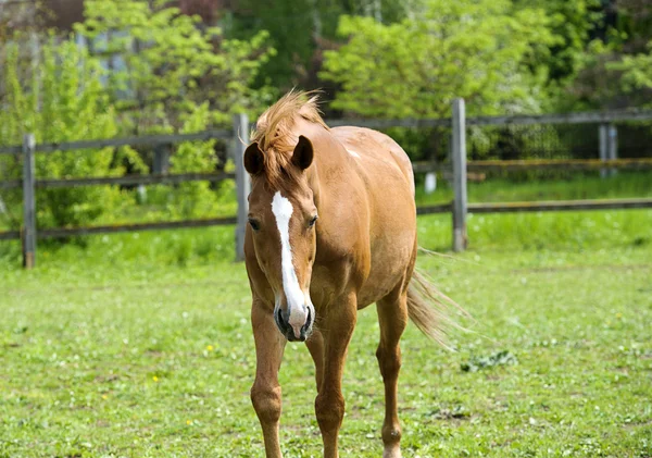 Cavallo nel prato — Foto Stock