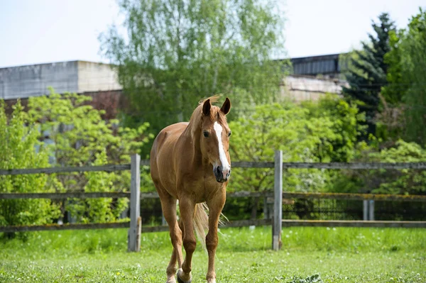 Pferd auf der Weide — Stockfoto