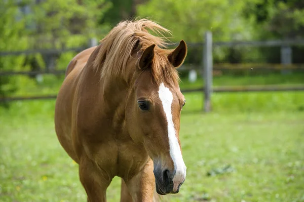 Horse in meadow — Stock Photo, Image