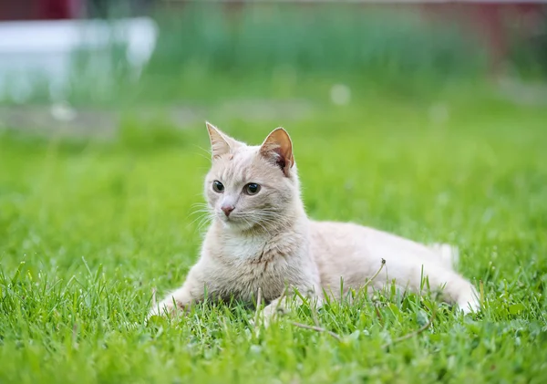 Кошка на траве — стоковое фото