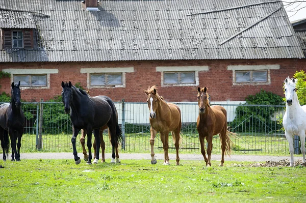 Caballos en el prado —  Fotos de Stock