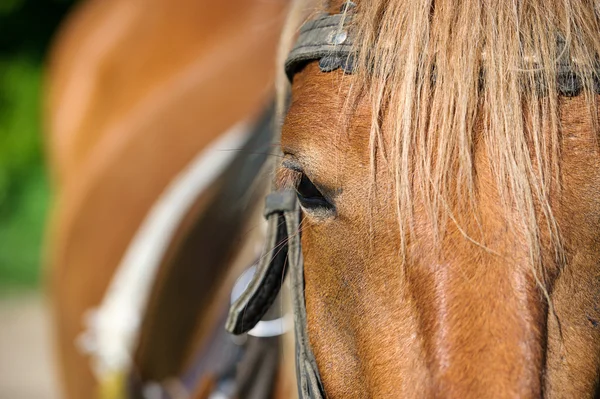 Cavalo com arnês — Fotografia de Stock