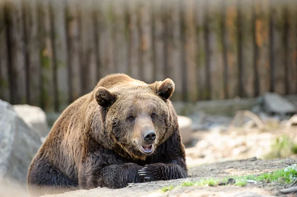 Braunbär — Stockfoto