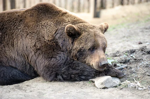 Orso bruno — Foto Stock