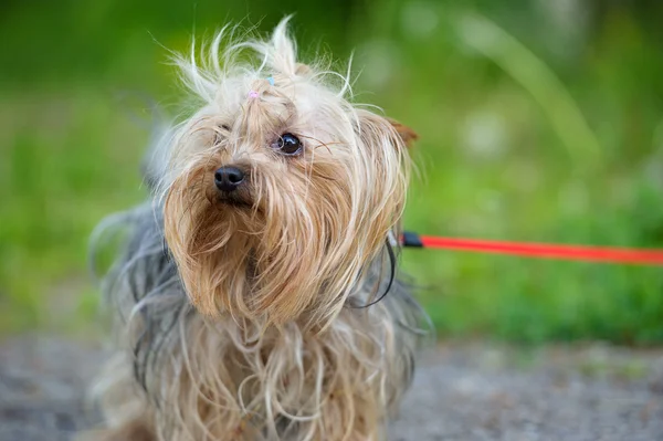 Lustiger Hund — Stockfoto