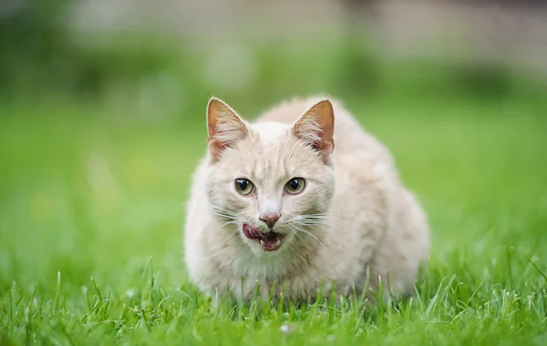 Kat op gras — Stockfoto