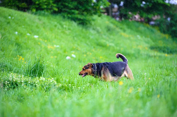 Köpek çimlerin üzerine — Stok fotoğraf