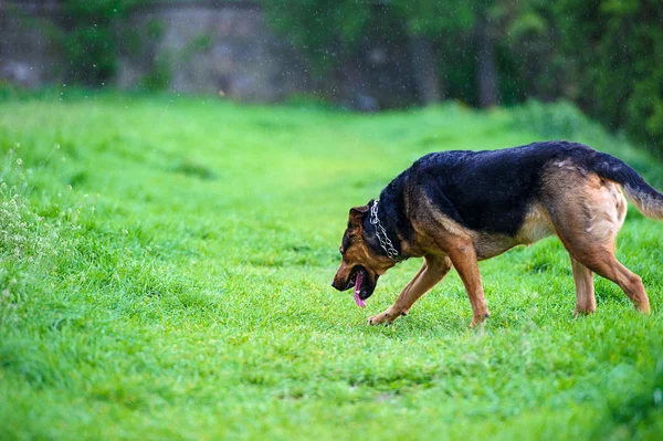 Hund på gräs — Stockfoto