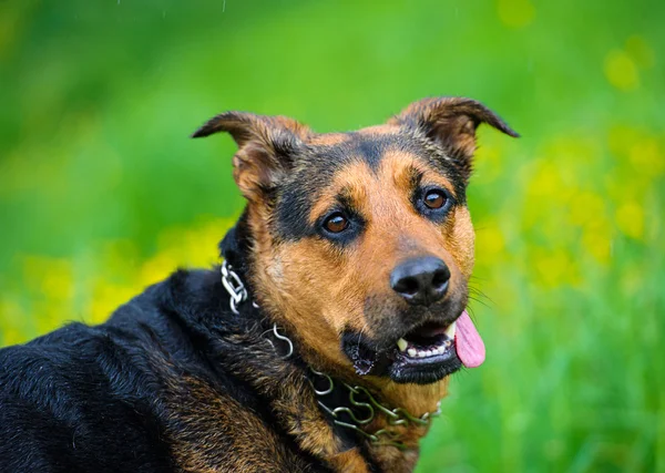 Hund på gräs — Stockfoto