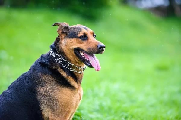 Dog on grass — Stock Photo, Image