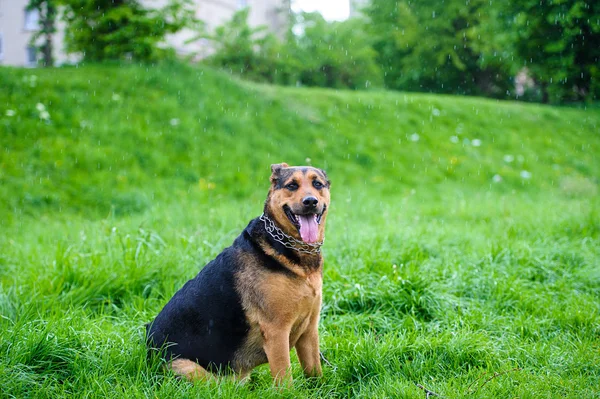 Köpek çimlerin üzerine — Stok fotoğraf