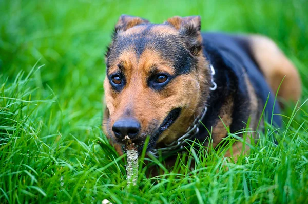 Собака на траве — стоковое фото