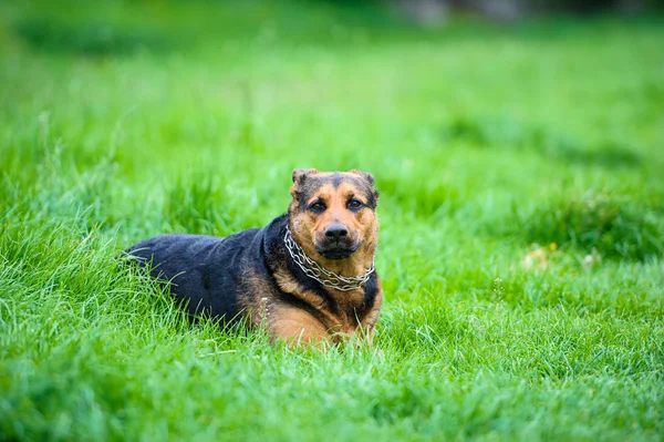 Köpek çimlerin üzerine — Stok fotoğraf