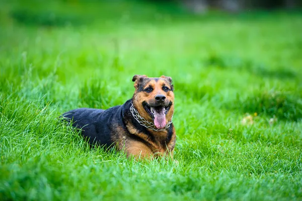 Köpek çimlerin üzerine — Stok fotoğraf