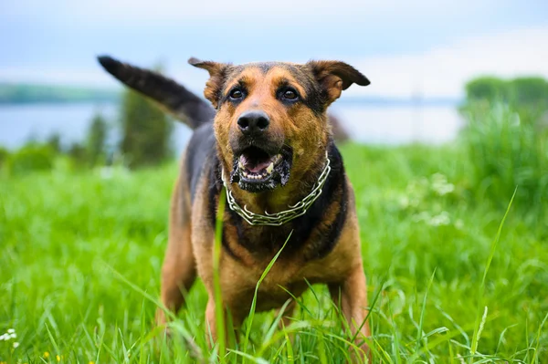 Pies na trawie — Zdjęcie stockowe