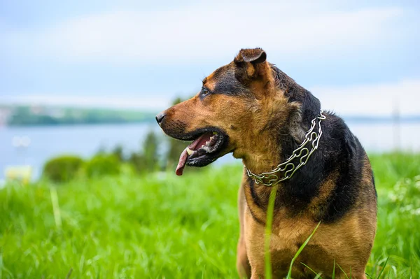 Hond op gras — Stockfoto