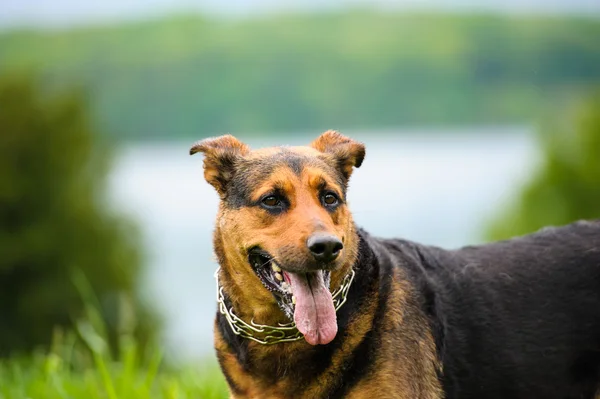 Hund på græs - Stock-foto