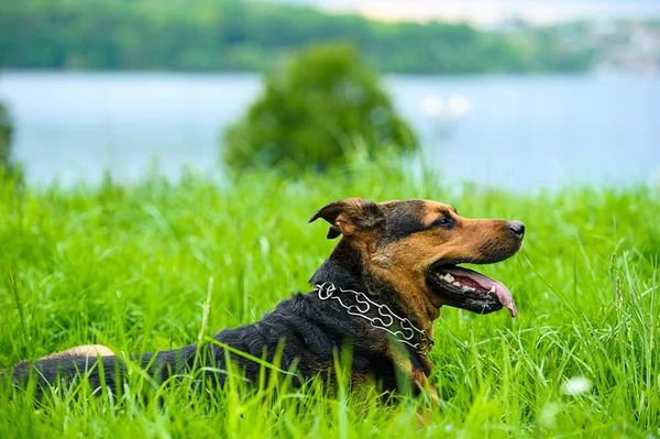 Hund på græs - Stock-foto