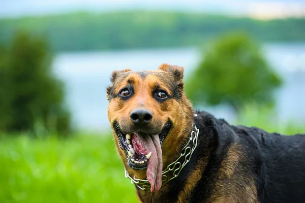 Hund på græs - Stock-foto