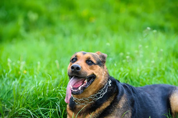 Hund på gräs — Stockfoto