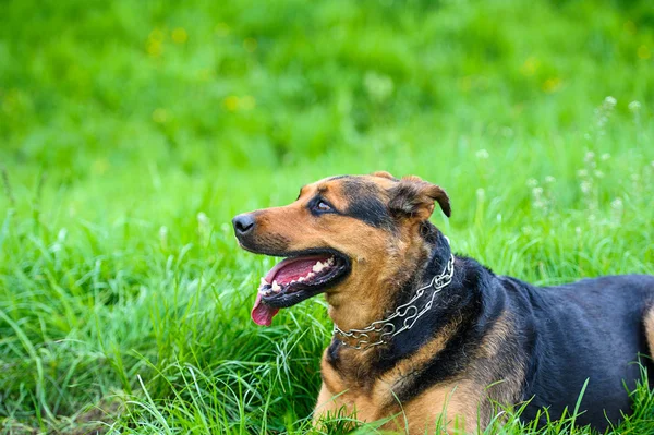 Hond op gras — Stockfoto