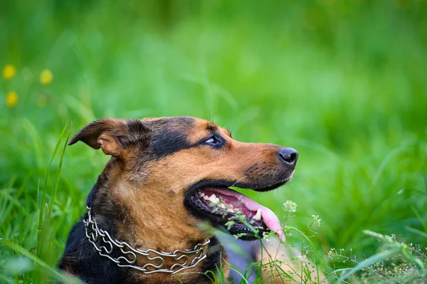 Pies na trawie — Zdjęcie stockowe