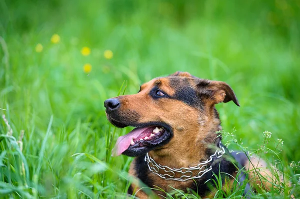Cane sull'erba — Foto Stock