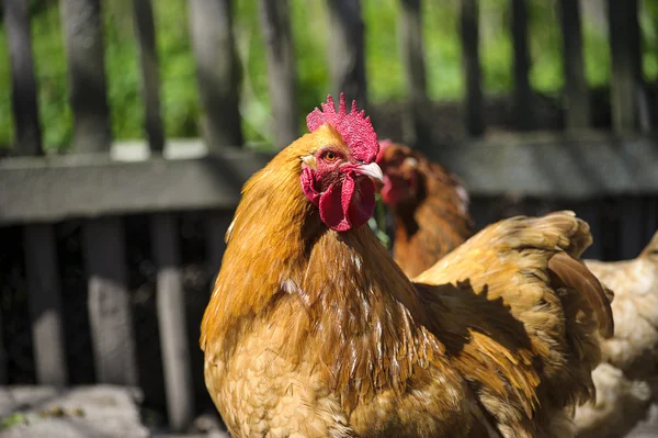 Frango — Fotografia de Stock