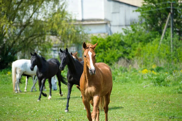 Cavalos no prado — Fotografia de Stock