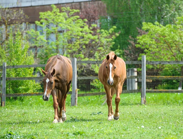 Paarden in weide — Stockfoto