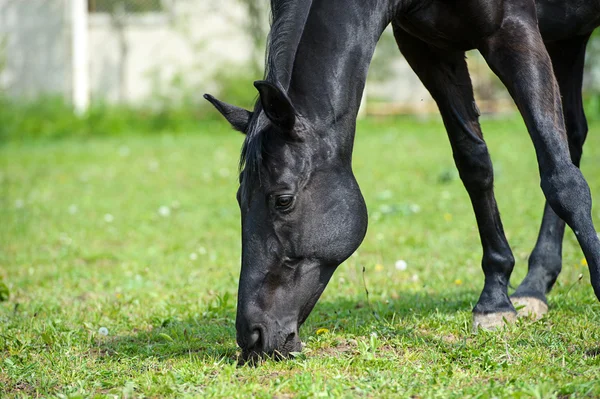 Horse in meadow — Stock Photo, Image