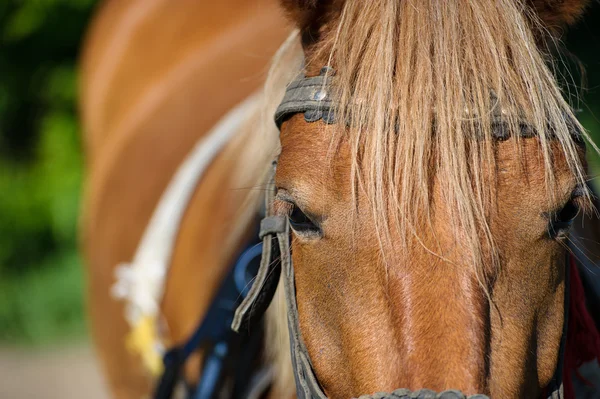 Cavallo imbrigliato — Foto Stock