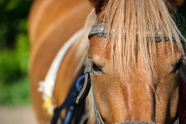 Koşum atı — Stok fotoğraf