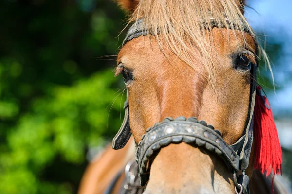 Cavalo com arnês — Fotografia de Stock