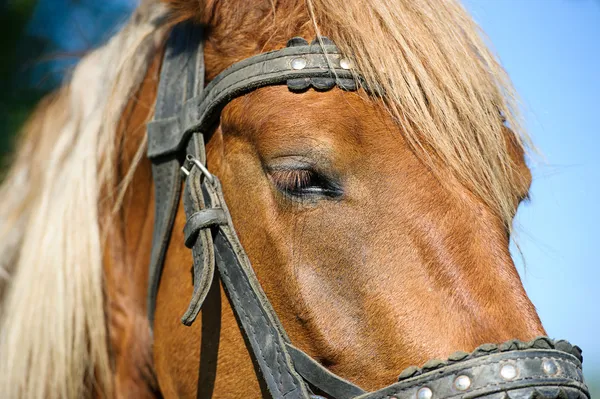 Harnessed horse — Stock Photo, Image