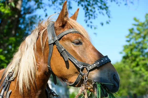 Harnessed horse — Stock Photo, Image