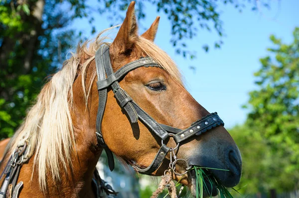 Cavallo imbrigliato — Foto Stock