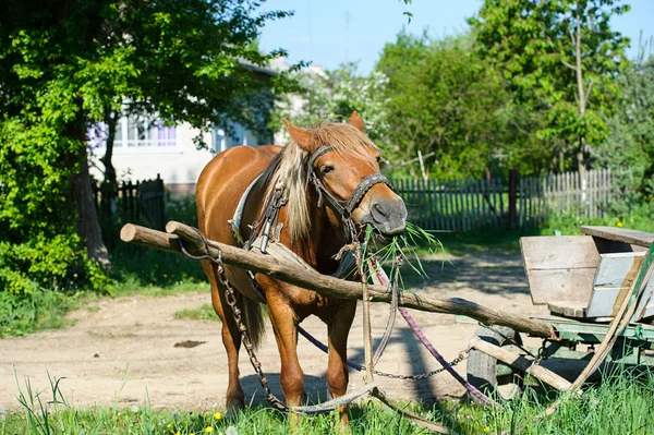 Harnessed horse — Stock Photo, Image