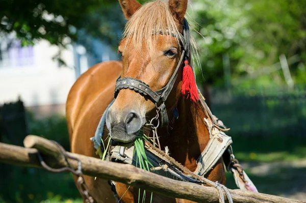 Запряжённая лошадь — стоковое фото