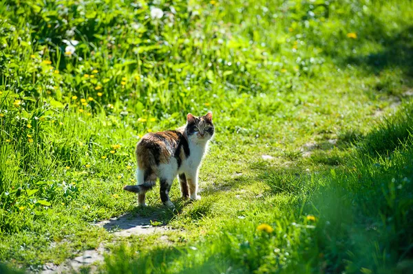 웃 긴 고양이 — 스톡 사진