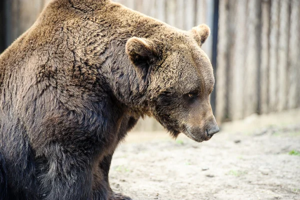 Orso bruno — Foto Stock