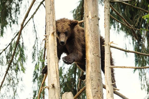 Björnen cub — Stockfoto