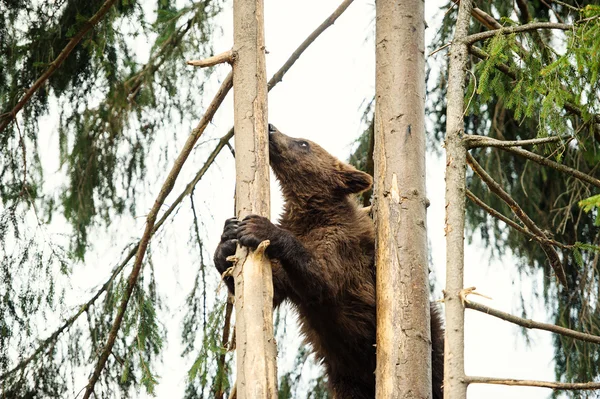 Bear Cub — Stock Photo, Image