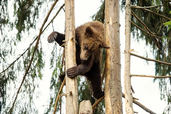 Cucciolo d'orso — Foto Stock