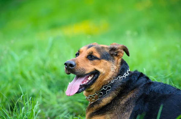 Perro sobre hierba —  Fotos de Stock